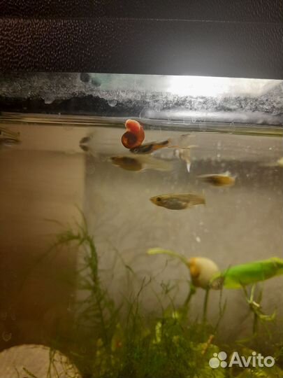 Улитки аквариумные