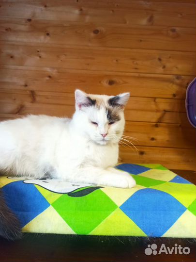 Котодетки хотят домой