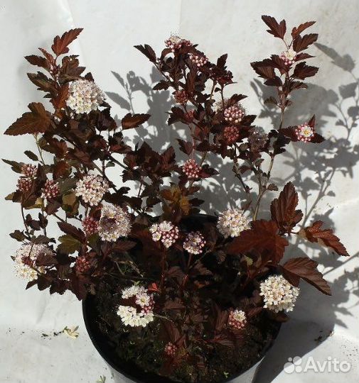 Пузыреплодник Диаболо Д’Ор