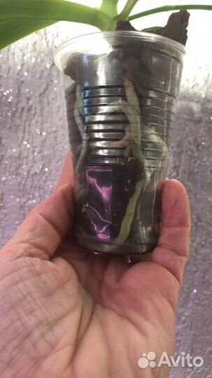 Орхидея Sogo lawrence, ароматная