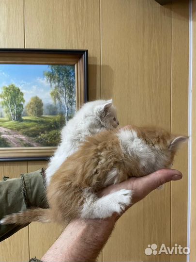 Котята