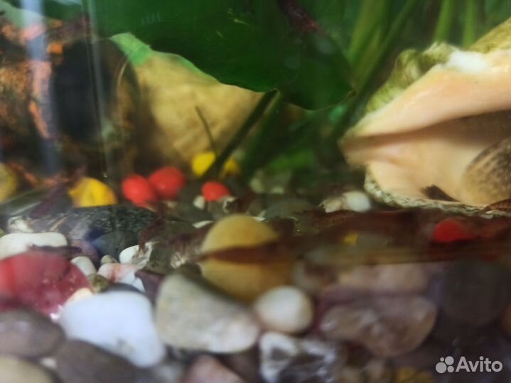 Креветки вишня