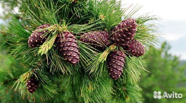 Семена кедра