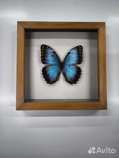Бабочки в рамке Морфо Пелеида