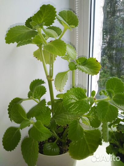 Комнатная мята (плектрантус) - черенки