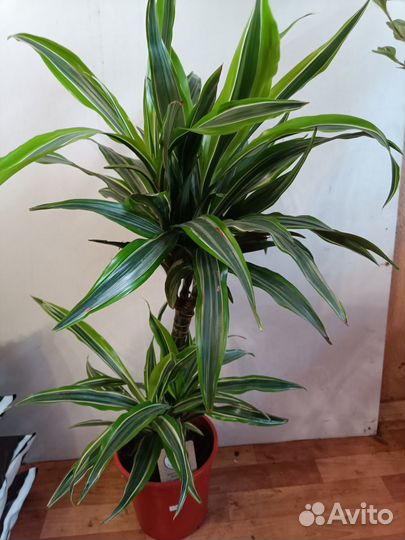 Растения для дома