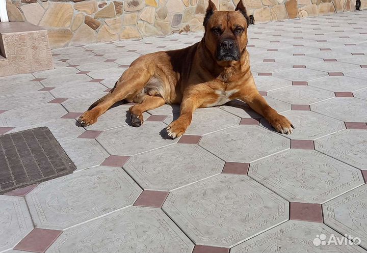 Алано испаньел