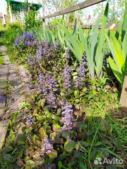 Живучка ползучая