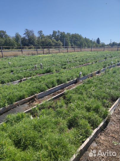 Сеянцы сосны обыкновенной зкс от производителя