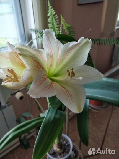 Гиппеаструмы