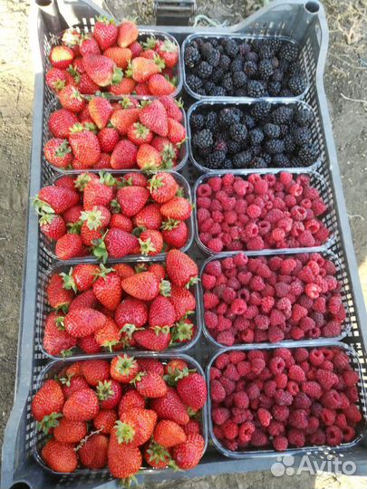 Ягода клубники, малины и ежевики