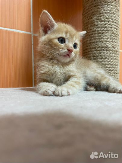 Продаю super котят