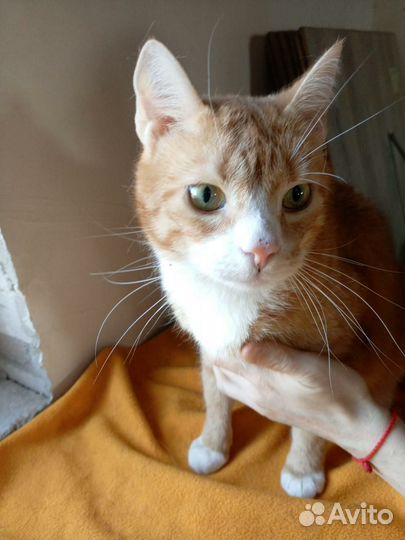 Рыжий крупный кот