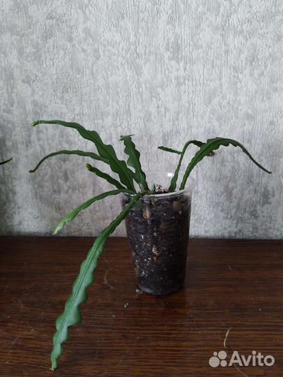 Суккуленты