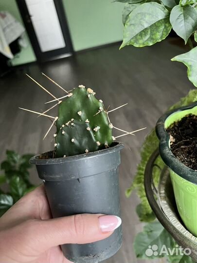 Кактус опунция