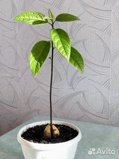 Авокадо дерево