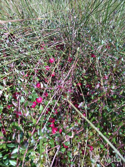 Клюква свежая