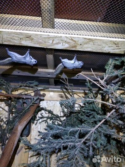 Момонга японская