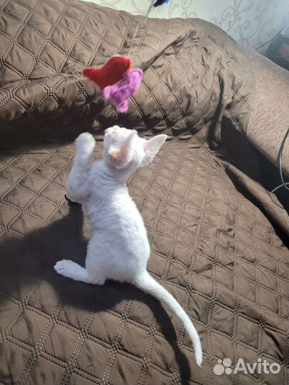 Котята девон-рекс