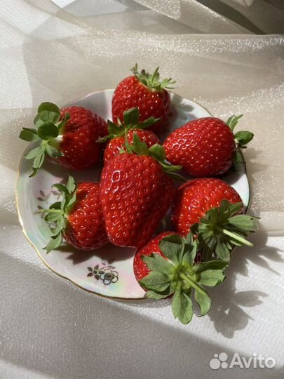 Клубника нсд. флорида бьюти