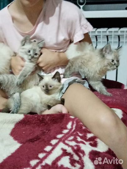 Сиамские котята бесплатно