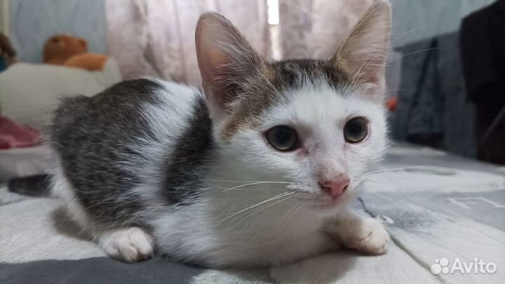Котенок мальчик в добрые руки