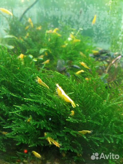 Аквариумные креветки 
