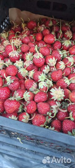Клубника свежая из Киргизии. Сбор на 3 октября