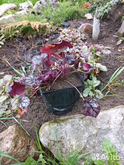 Гейхера сильвер lite