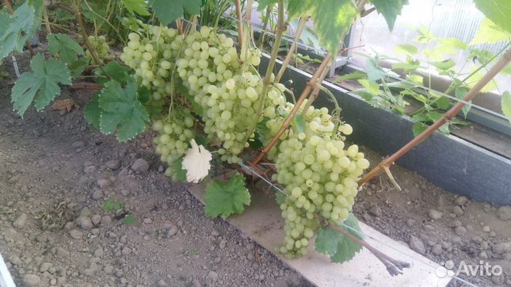Саженцы винограда