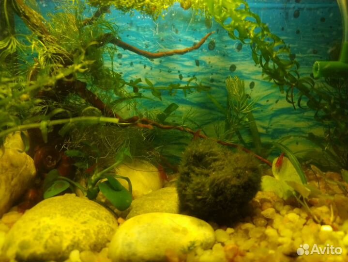 Аквариум, креветочник, идеальный подарок