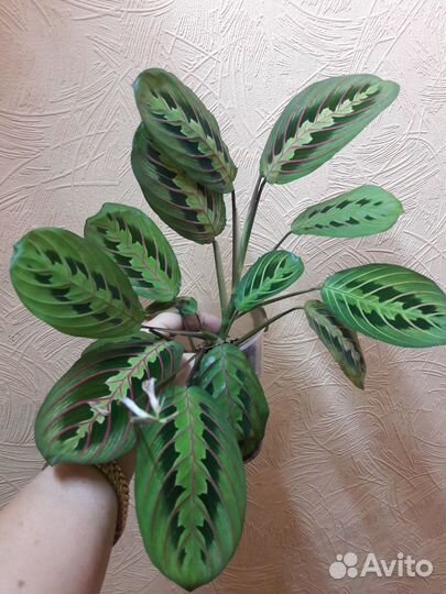 Марантовые