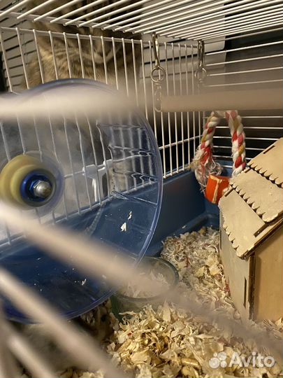 Хомяки с клеткой