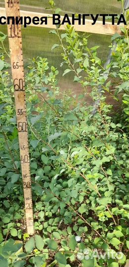 Декоративные кустики на дорост