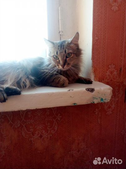 Кошечка в семью