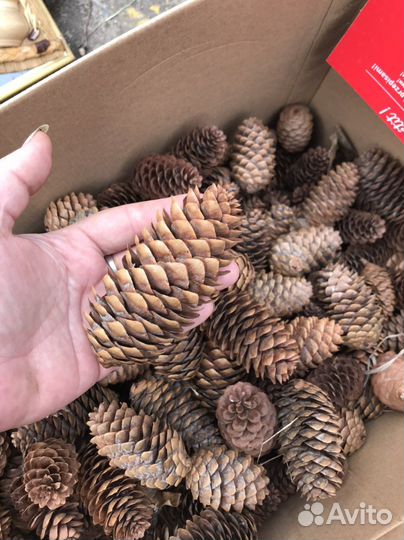 Шишки еловые