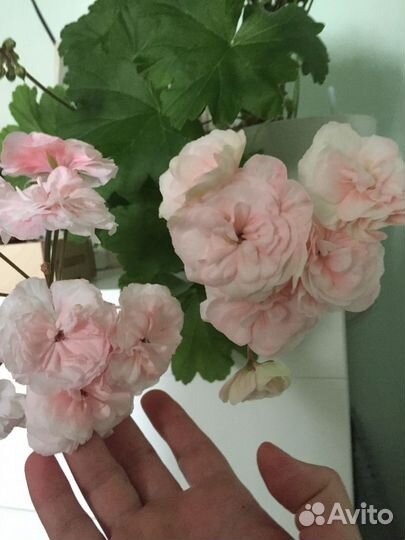 Пеларгонии сортовые