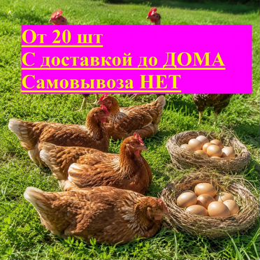 Куры Несушки, Молодки