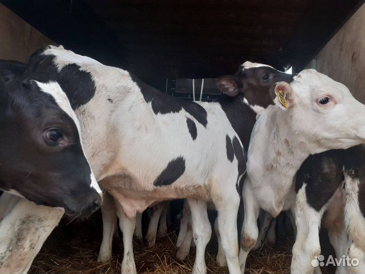 Телята бычки