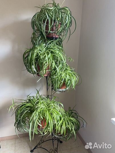 Хлорофитум кудрявый