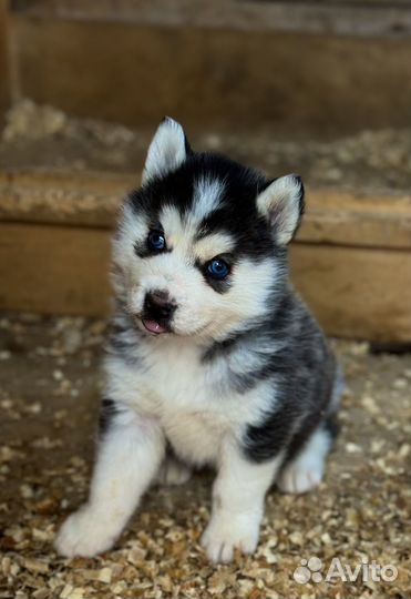 Щенки хаски