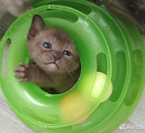 Бурманская