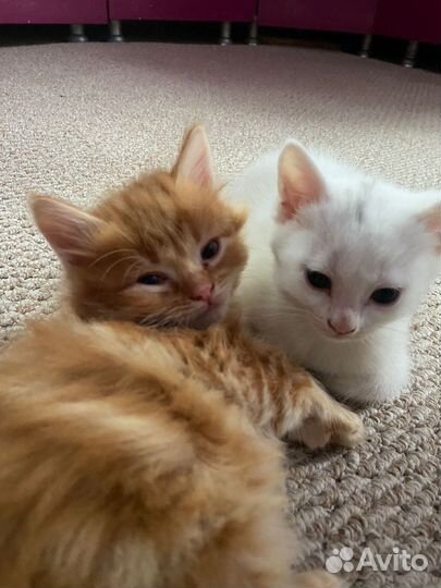 Котята