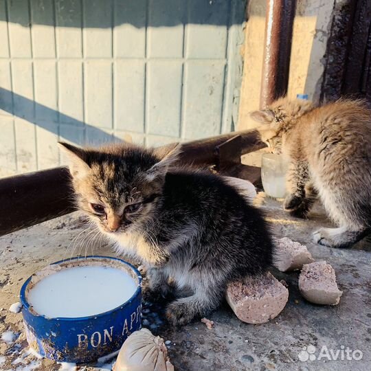 Котята в добрые руки