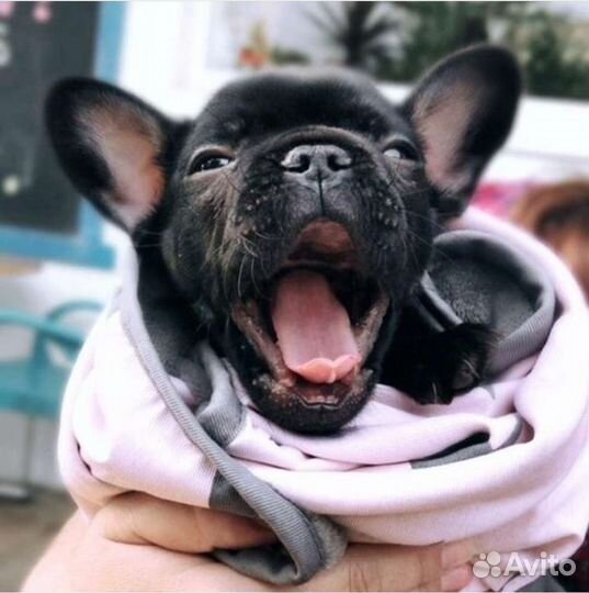 Французский бульдог щенки мини