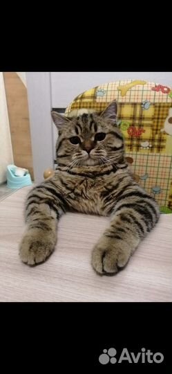 Британский кот отдам