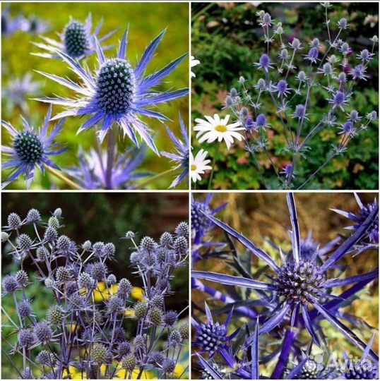 Семена кортадерии,Молинии,Синеголовника,Сорго