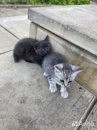 Котята в добрые руки мальчики