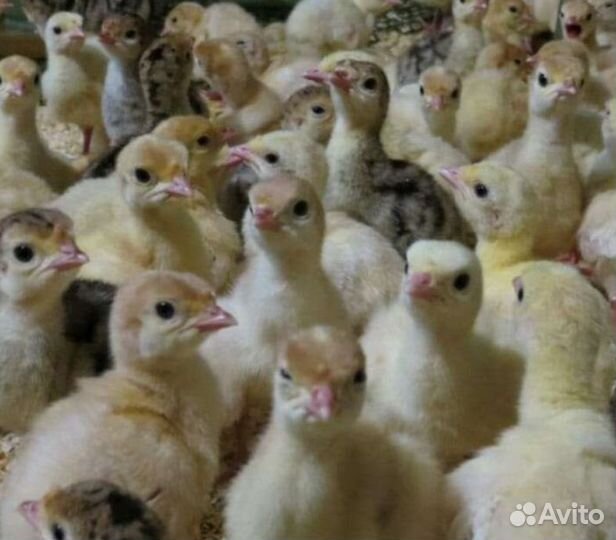 Индюшата суточные