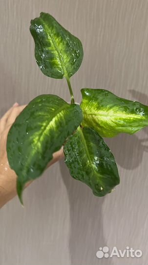 Диффенбахия Камилла